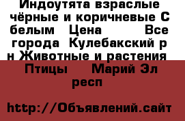Индоутята взраслые чёрные и коричневые С белым › Цена ­ 450 - Все города, Кулебакский р-н Животные и растения » Птицы   . Марий Эл респ.